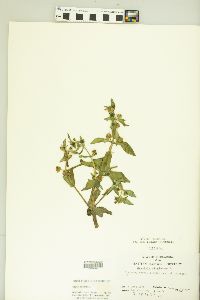 Gratiola virginiana image