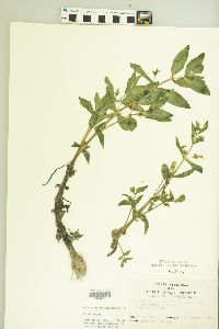 Gratiola virginiana image