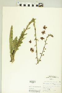 Verbascum blattaria image