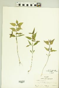 Melampyrum lineare image