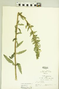 Pedicularis lanceolata image