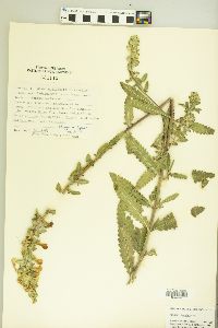 Pedicularis lanceolata image