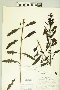 Aureolaria flava image