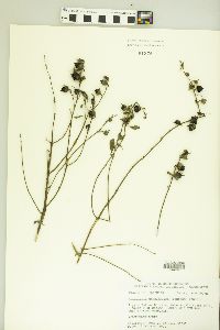 Aureolaria grandiflora image