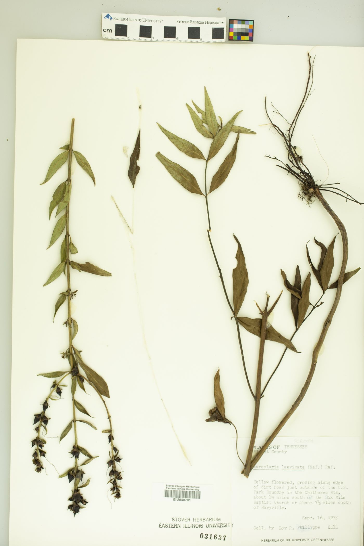 Aureolaria laevigata image