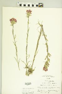 Castilleja coccinea image