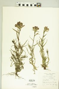 Castilleja indivisa image