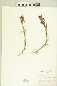 Castilleja linariifolia image