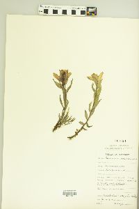 Castilleja septentrionalis image