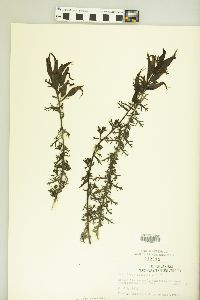 Castilleja fissifolia image