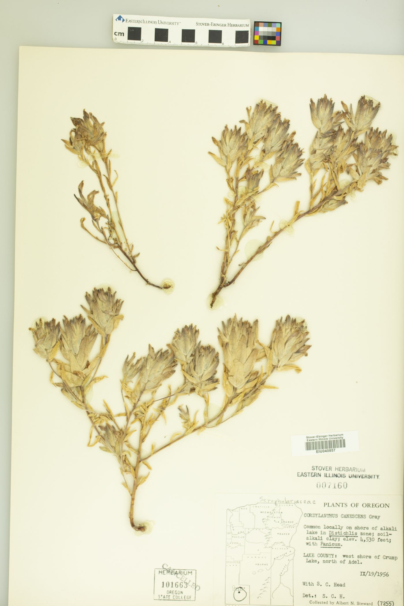 Cordylanthus canescens image