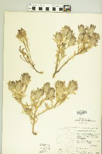 Cordylanthus canescens image