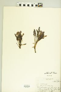 Pedicularis centranthera image