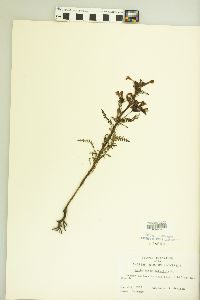 Pedicularis palustris image