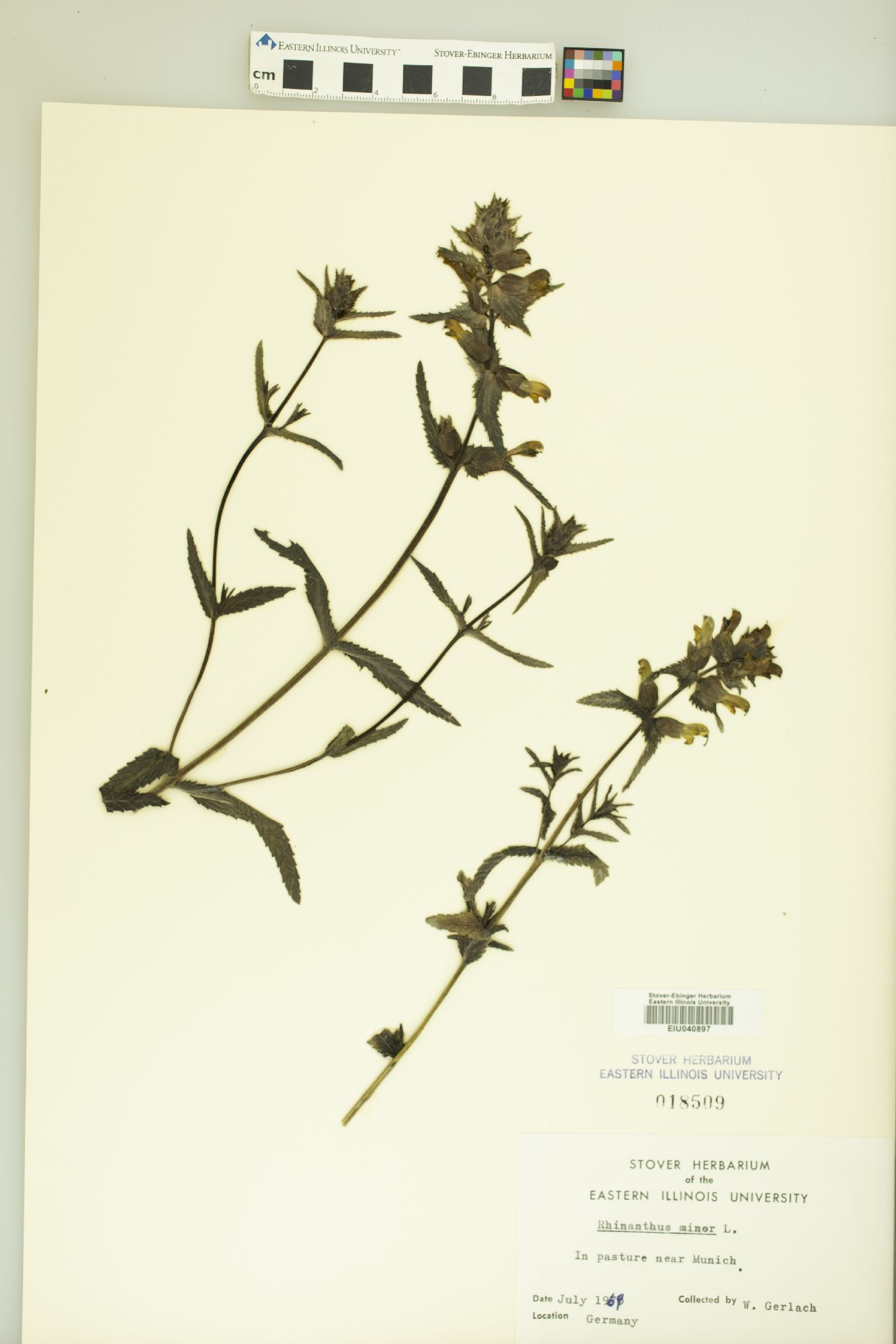Rhinanthus minor subsp. minor image