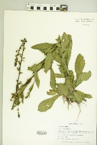 Verbascum blattaria image