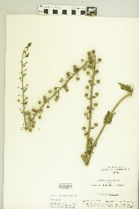 Verbascum blattaria image