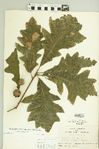 Quercus lyrata image