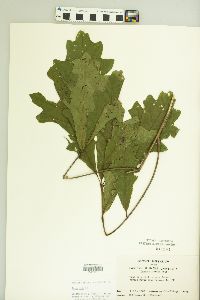 Quercus lyrata image