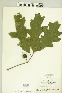 Quercus lyrata image