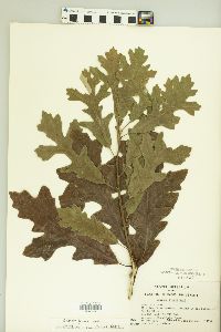 Quercus lyrata image