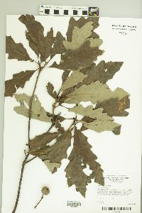 Quercus lyrata image