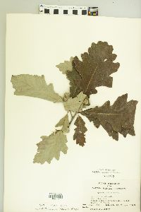 Quercus bicolor image