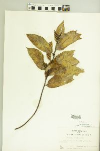 Image of Castanea seguinii