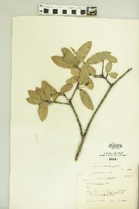 Quercus fusiformis image