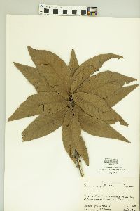 Quercus rysophylla image