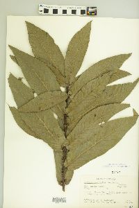 Quercus rysophylla image