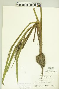 Sparganium androcladum image