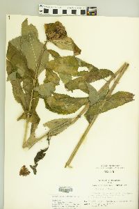 Chelone obliqua var. speciosa image