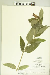 Chelone obliqua var. speciosa image