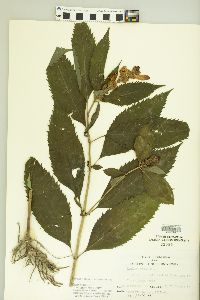 Chelone obliqua image