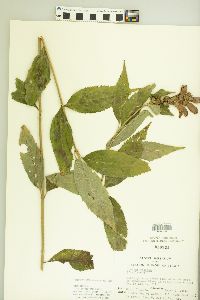 Chelone obliqua image