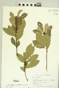 Quercus prinoides image