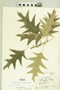 Image of Quercus pagodifolia
