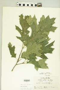 Quercus palustris image