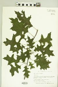 Quercus palustris image