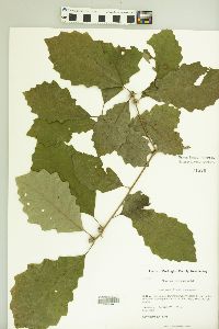 Quercus prinoides image