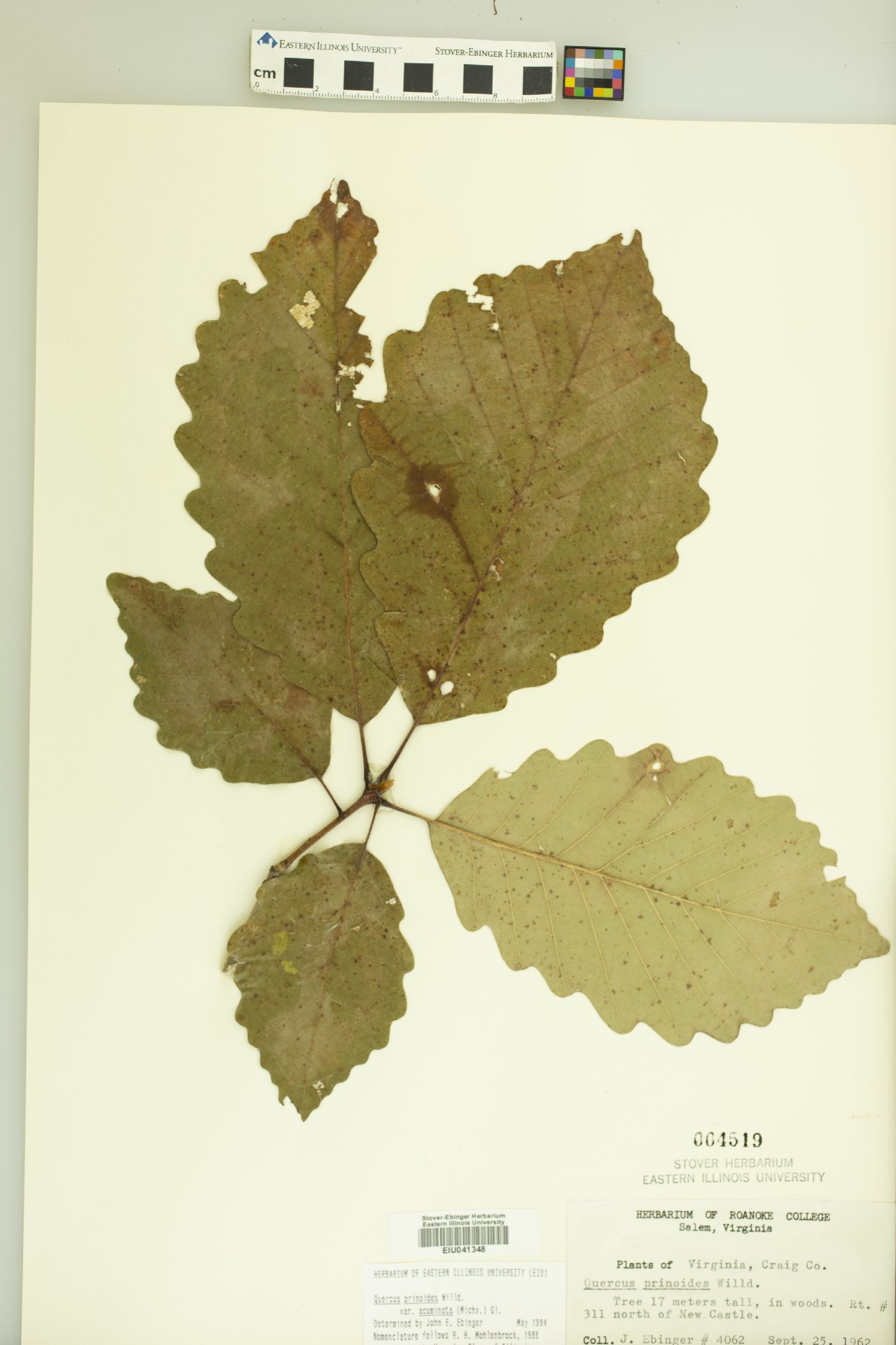 Quercus prinoides var. prinoides image