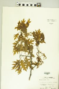 Quercus borealis image