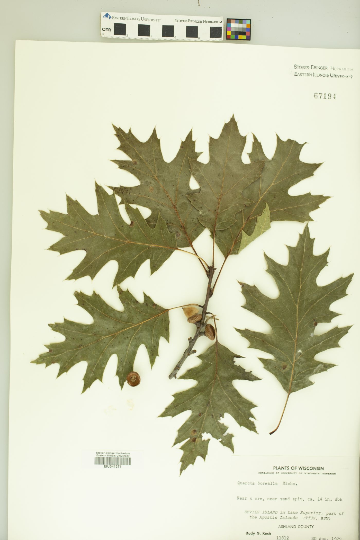 Quercus borealis image