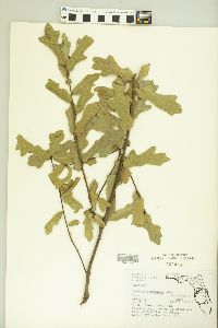 Quercus chapmanii image