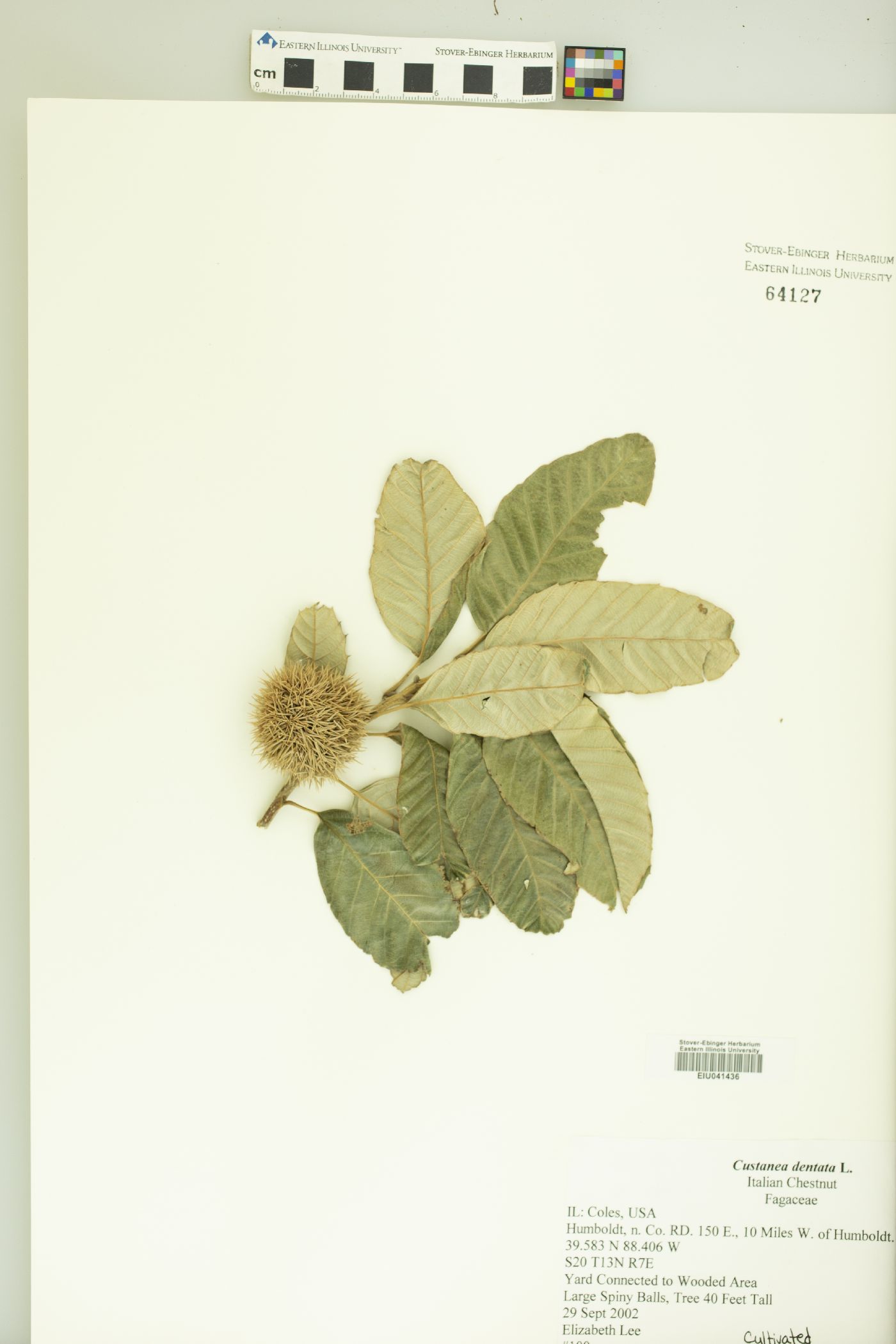 Castanea sativa image