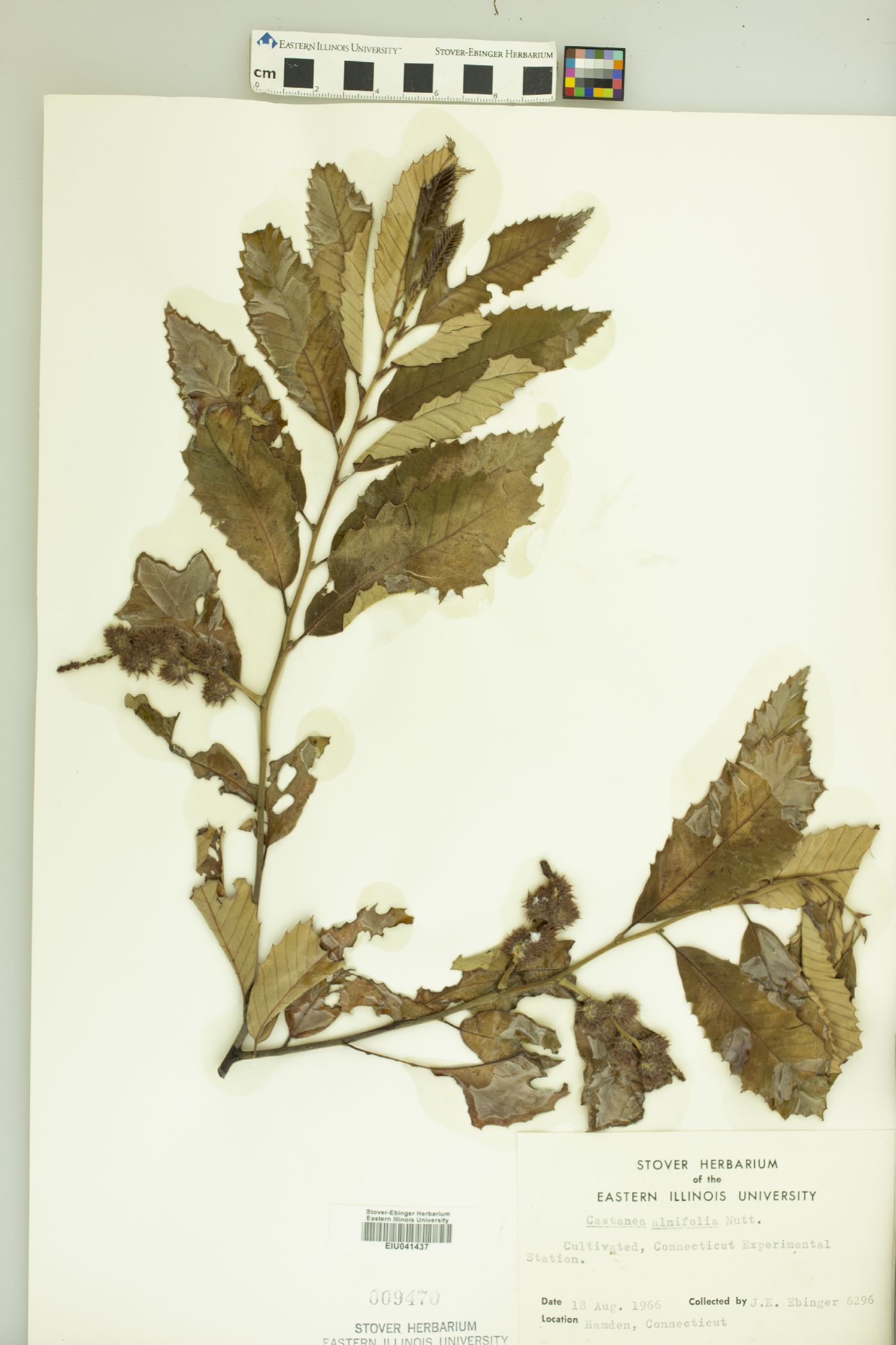 Castanea alnifolia image