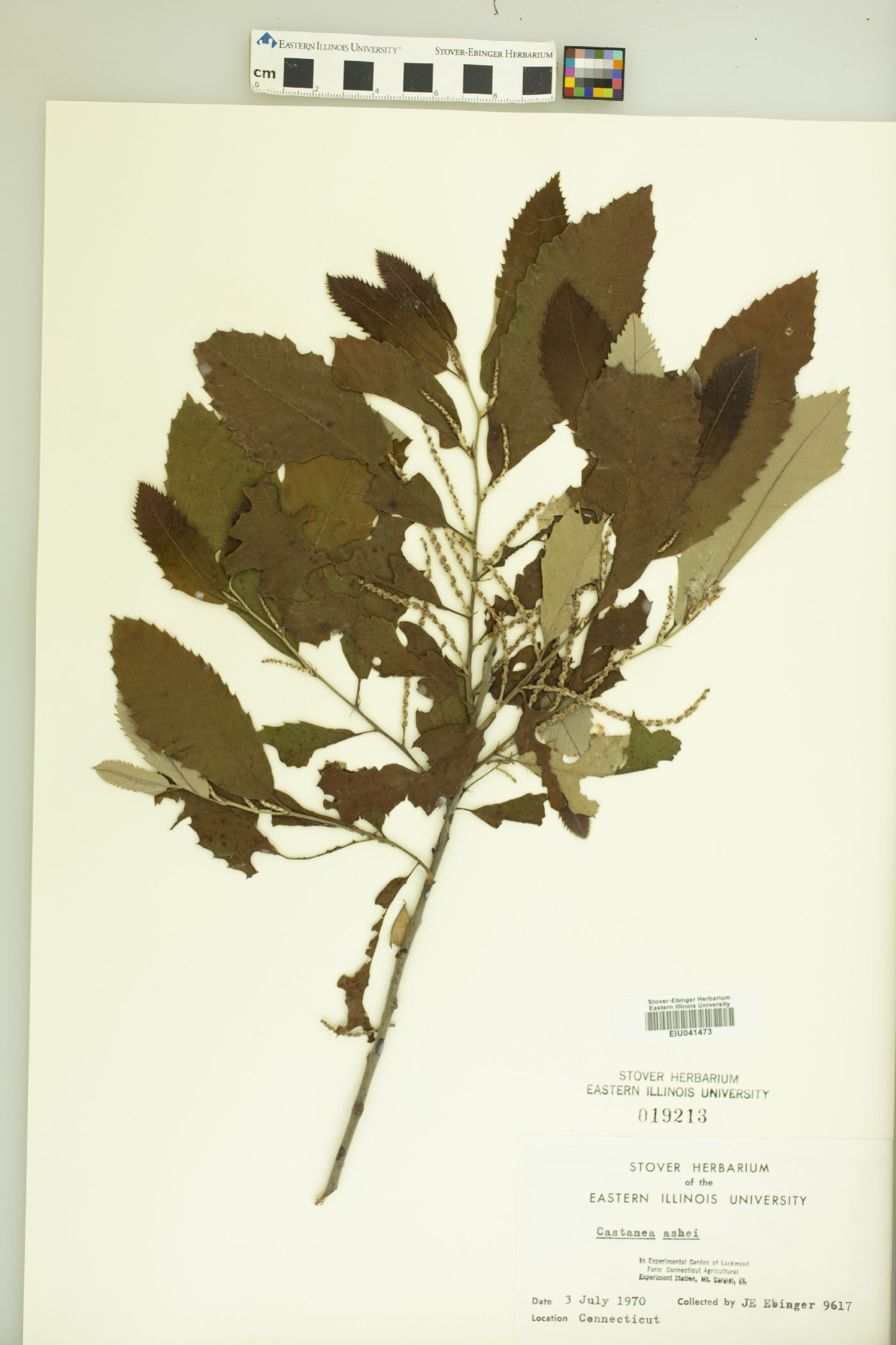 Castanea ashei image