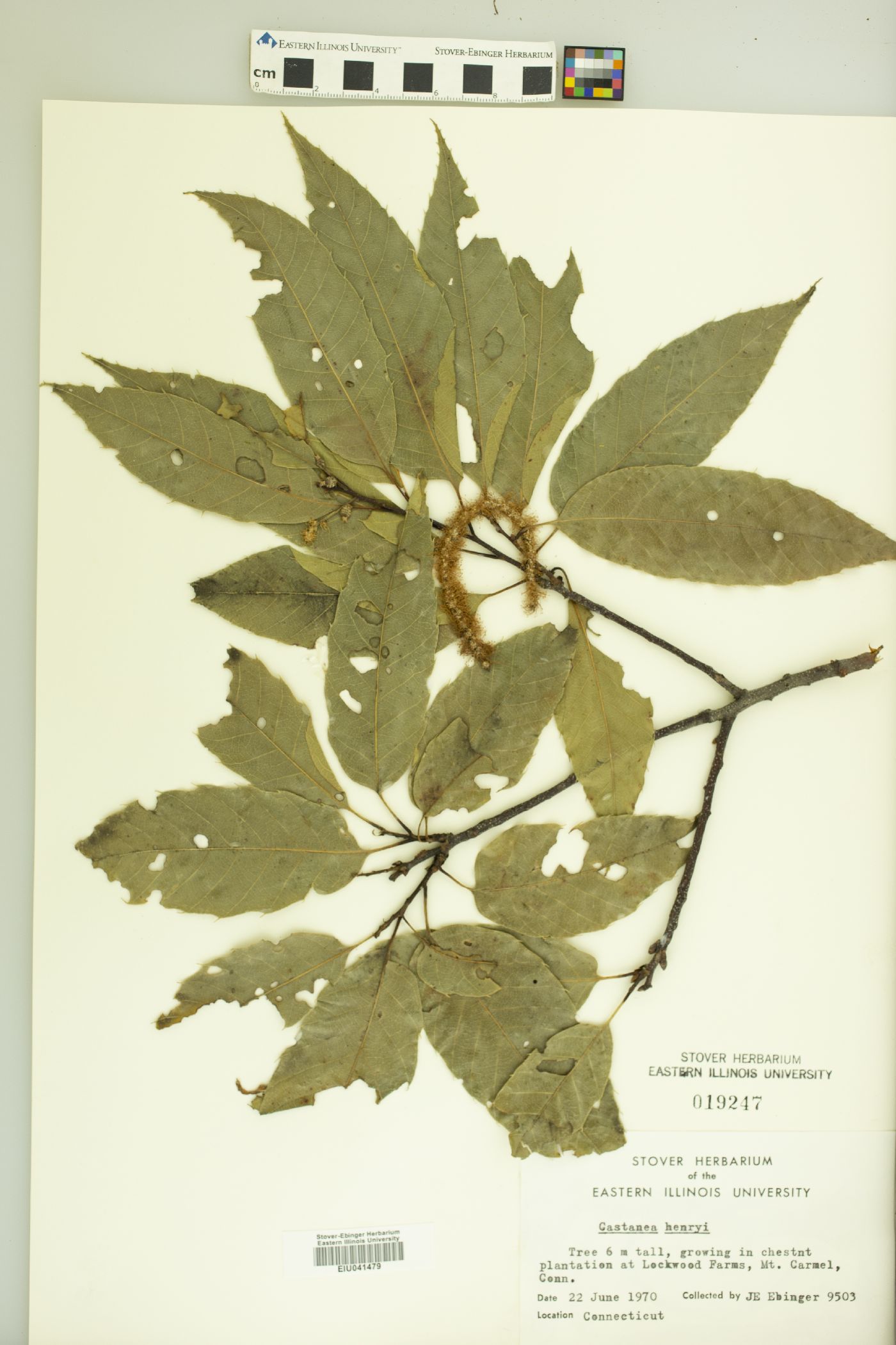 Castanea henryi image