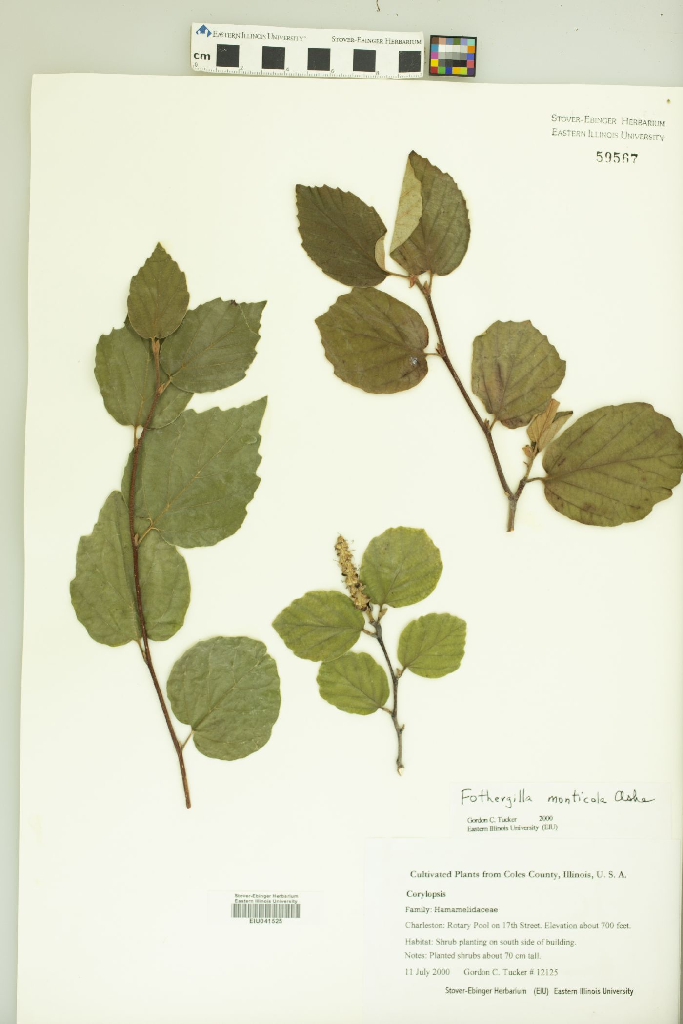 Fothergilla monticola image
